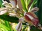 An image of an Alpinia officinarum flower.