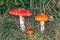 Image of amanita on grass background