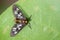 Image of Amata sp.& x28;Moth& x29; on green leaves. Insect.