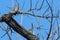 Image of an American Kestrel Pair