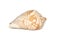Image of andaman seashell cymbiola nobilis on a white background. Undersea Animals. Sea shells