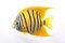 Image of an angelfish on white background. Fishs, Underwater Animals. Illustration, Generative AI