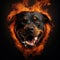 Image of angry rottweiler dog face and flames on dark background. Pet. Animals. Illustration, Generative AI