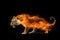 Image of an angry tiger with flames. Wildlife Animals. illustration, generative AI