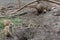 Image of animal prairie dogs.