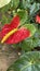 Image of Anthurium andraeanum Flamingo Flower