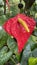 Image of Anthurium andraeanum Flamingo Flower