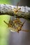 Image of an Apache Wasp Polistes apachus and wasp nest on natu