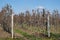 Image of apple orchard in early spring.