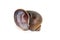 Image of apple snail Pila ampullacea isolated on white background. Animal