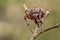 Image of Araneus hamiltoni spider.