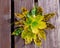 Image of arrangement of colorful aurumn leaves on wooden background