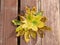 Image of arrangement of colorful aurumn leaves on wooden background