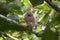 Image of asian barred owlet Glaucidium cuculoides on nature background. Owl. Bird. Animals