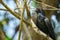 Image of asian koel bird Eudynamys scolopaceus