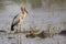 Image of Asian openbill stork on natural background.