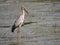 Image of Asian openbill stork on natural background. Wild Animal