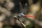 Image of an Asiatic Blood Tail dragonflyLathrecista asiatica.