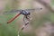 Image of an Asiatic Blood Tail dragonflyLathrecista asiatica.