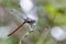 Image of an Asiatic Blood Tail dragonflyLathrecista asiatica