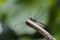 Image of an Asiatic Blood Tail dragonflyLathrecista asiatica on a tree branch. Insect.