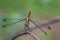 Image of Asiatic Blood Tailed Dragonflyfemale on dry branches.