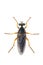 Image of the Asilidae are the robber fly family, also called assassin flies. on white background. From top view. Insect. Animal