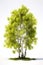 Image of aspen tree on white background. Nature. Illustration, Generative AI