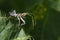 Image of an Assassin bug on green leaves. Insect.