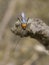 Image of an Assassin bug on nature background. Insect.