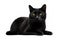 Image of attractive black cat sitting on white background. Pet. Animals. Illustration, generative AI