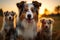 Image Australian Shepherd and puppies playing in meadow, sunset beauty