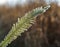 An image of autumn icy grass, frosted grass, frosty leaves, frosty morning, first frost in the autumn, frost in the field, cold,