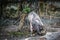 Image of babirusa of wild