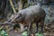 Image of babirusa of wild