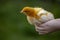 Image of baby chicken hand