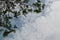 Image for background, looking up, branches, trees, leaves and sky, clouds, images for nature backgrounds.