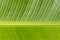 Image of background texture of banana leaf.