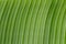 Image of background texture of banana leaf for your design
