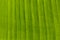 Image of background texture of banana leaf for your design