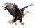 Image of a bald eagle spreading wings on white background. Birds. Wildlife Animals. Illustration, Generative AI