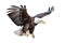 Image of a bald eagle spreading wings on white background. Birds. Wildlife Animals. Illustration, Generative AI