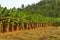 Image of banana plantation