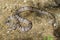 Image of banded kukri snakeOligodon fasciolatus