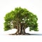 Image of banyan tree on white background. Nature. Illustration, Generative AI