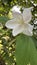 Image of Bauhinia acuminata flower