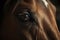 image, bay arabian horse eye, generative ai