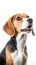Image of beagle dog on white background Take close-up shots of pets. Animal. Illustration AI-Generated