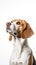 Image of beagle dog on white background Take close-up shots of pets. Animal. Illustration AI-Generated