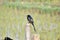 This is an image of beautiful asian drongo cuckoo bird